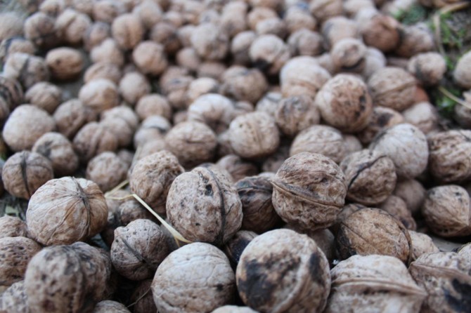 Çiftçiler ceviz veriminden memnun değil