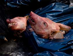 Cami Saldırılarının Önü Kesilmiyor