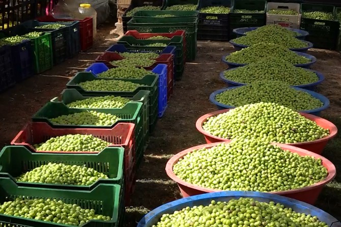 Kuraklık ile var yılı- yok yılı zeytinde üretimi düşürdü