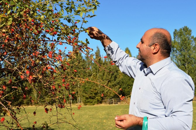 Kuşburnu; Kimine şifa, kimine geçim kaynağı