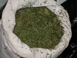 Bingöl'de 22 Kilo Esrar Ele Geçirildi