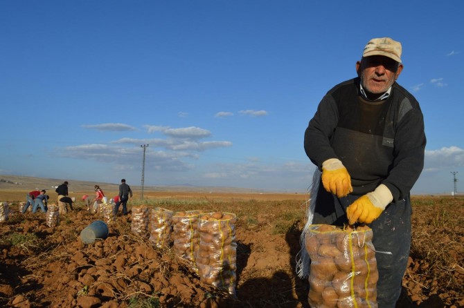 Ahlatlı patates üreticileri kan ağlıyor