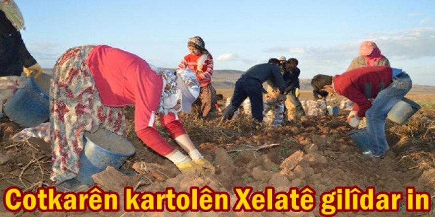 Cotkarên kartolên Xelatê gilîdar in