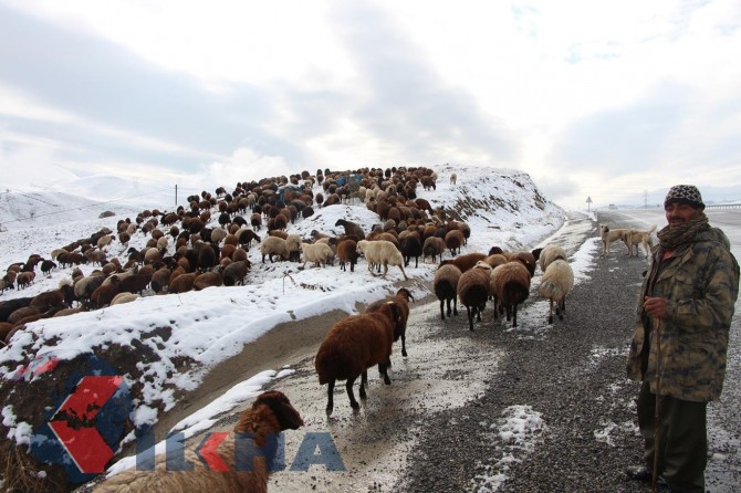 Renc û zehmetiya koçeran a zivistanê