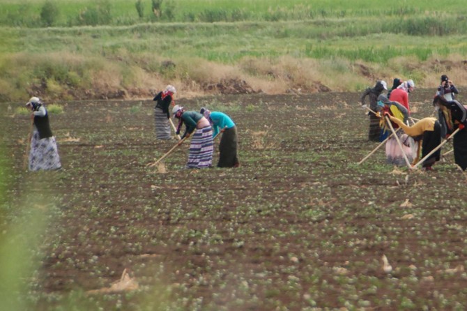 Kırsal kalkınmaya yüzde 50 hibe müjdesi