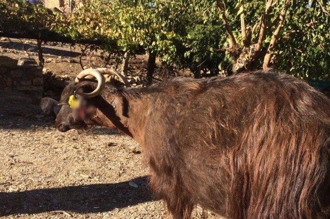 Batman Gercüş'te kurtlar sürüye saldırdı