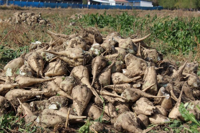 Elazığ Akçakiraz’da şeker pancarı üreticileri dert yanıyor