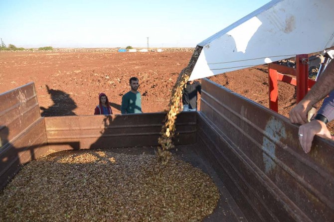 Viranşehir'de karpuz çekirdeği hasadı başladı