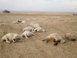 Bilinmeyen Hastalık Hayvanları Öldürüyor