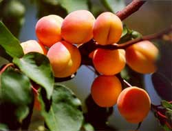 Sağlıklı Sindirim için Kayısı Suyu İçin