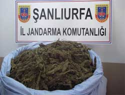 Şanlıurfa'da Esrar ve Kaçak Sigara Operasyonu