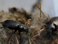 cinayetleri çözen böcekler