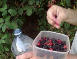 Böğürtlen Toplamak Oldukça Meşakkatli