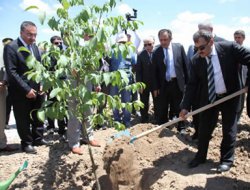 Bakanlıktan Ceviz İthalatına Son Verecek Eylem Planı