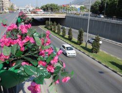 Fatih Köprülü Kavşağı Çiçek Açtı