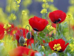 Hiç Bitmeyen Eksiklik