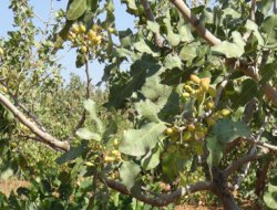 Fıstık Hasadı Mevsimi Yaklaşıyor