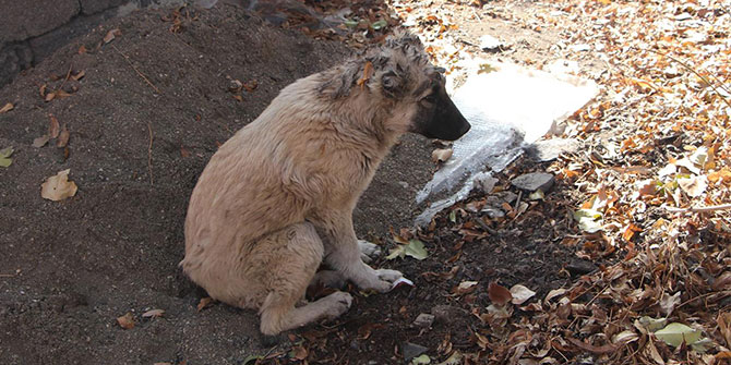 Bingöl Karlıova’da ayağı kırılan yavru köpek ölüme terk edildi
