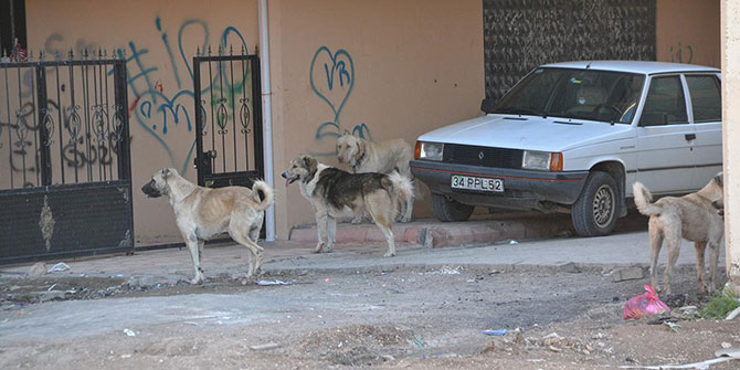 Viranşehir'deki başıboş sokak köpekleri toplatılsın