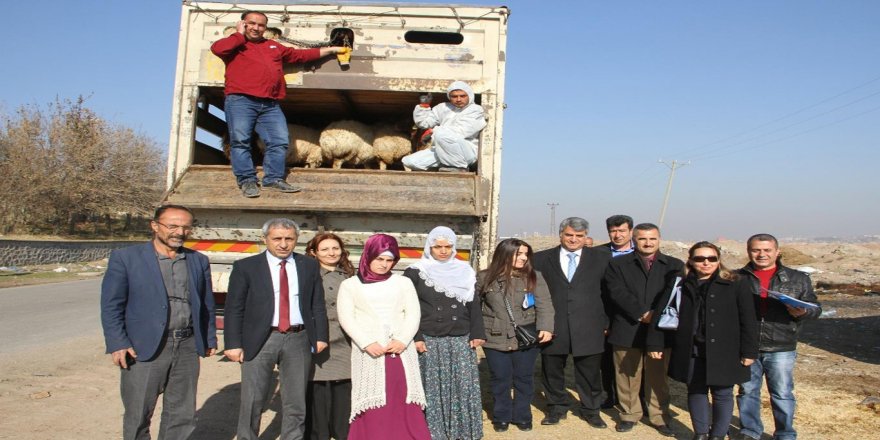 Çiftçilere küçük ve büyükbaş hayvan hibe edildi