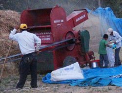 Van'da geç gelen hasat