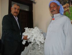 Yılın İlk Pamuğu Satıldı
