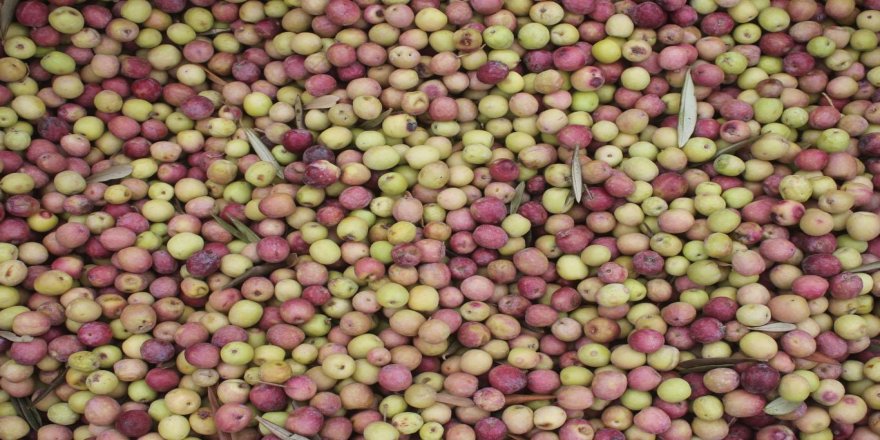 Zeytinci esnafı sezonu buruk kapattı