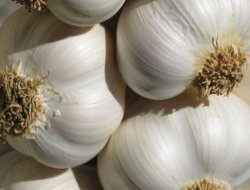 Sarmısak akciğer kanserinden koruyor