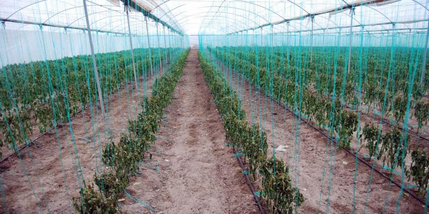 Çiftçilere buzlanma ve don uyarısı