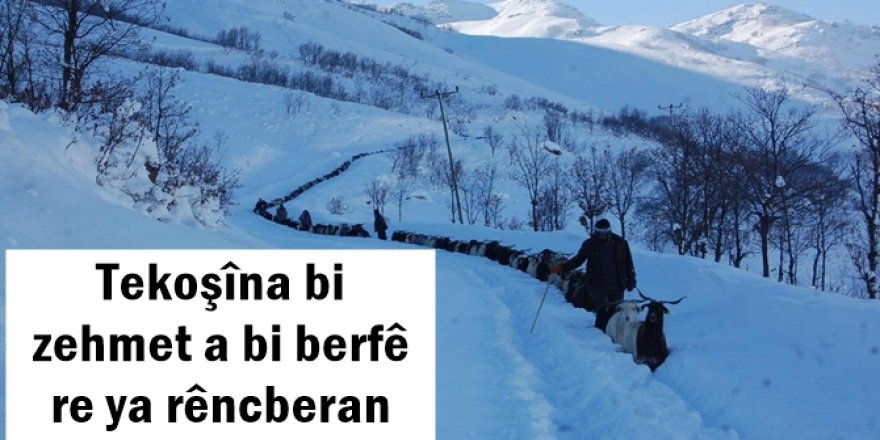 Tekoşîna bi zehmet a bi berfê re ya rêncberan