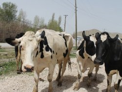 Anaç Koyun Keçi Desteği Ödemeleri Başladı