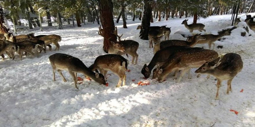 Hayvanat bahçesinde karın tadını çıkarıyorlar