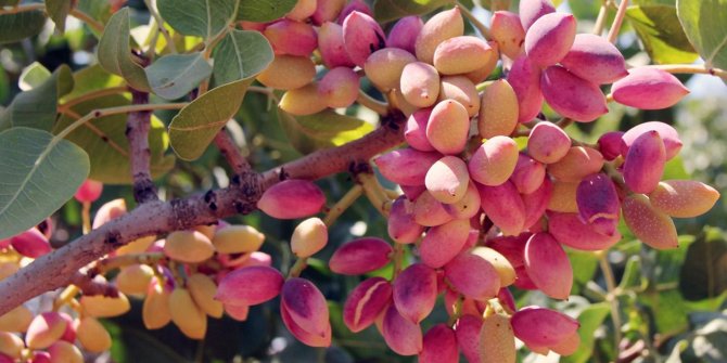 Antep fıstığında KDV sorunu çözüldü