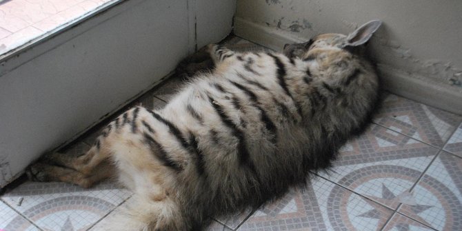 Batman'da çizgili sırtlan telef oldu