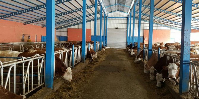 Sütünü satamayan yetiştiriciler zor günler yaşıyor