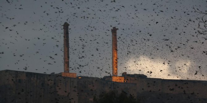 Peygamberler şehrinde sığırcık kuşlarından görsel şölen