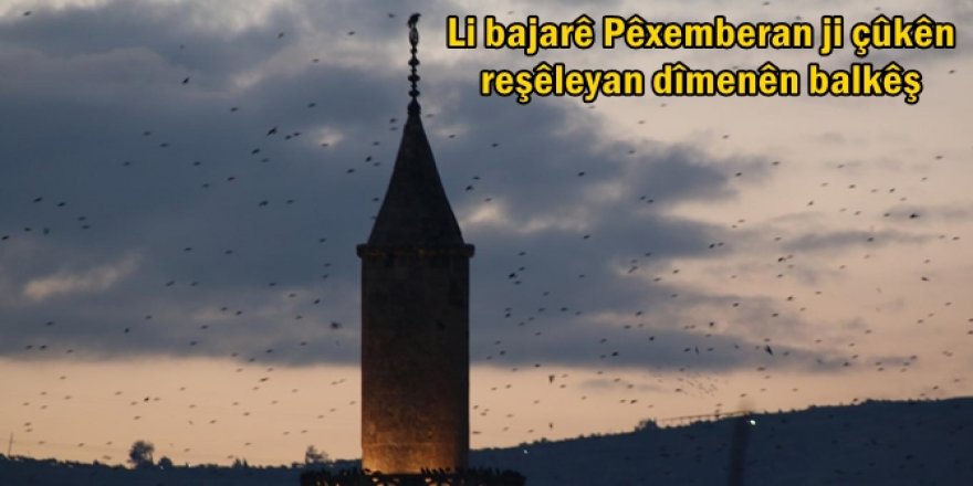 Li bajarê Pêxemberan ji çûkên reşêleyan dîmenên balkêş