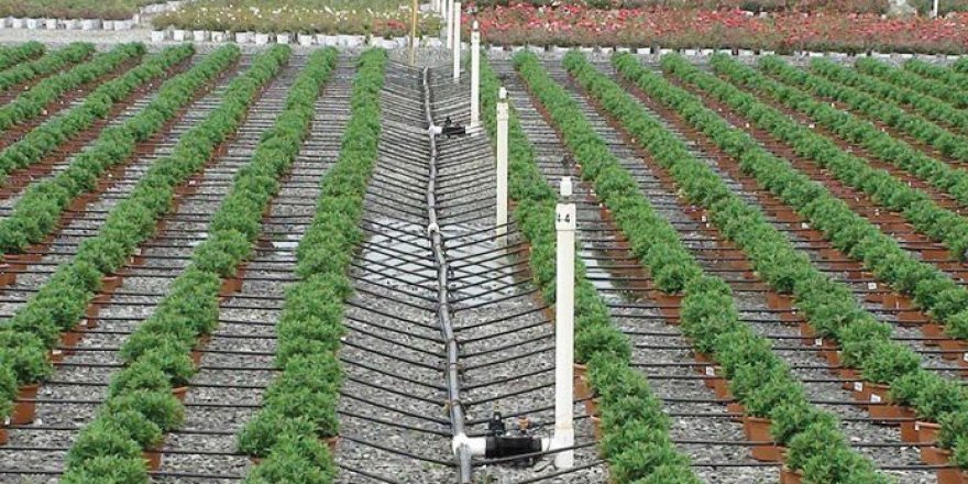 Çiftçilere damlama sulama şartı getirildi