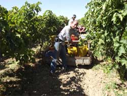 Manisa'da Üzüm Hasadı Başladı