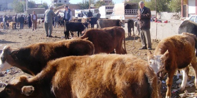 Belediye besici barınaklarının kaldırılmasını istedi