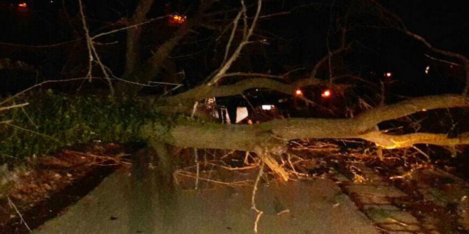 Bursa’da lodos asırlık çınarları kökünden söktü