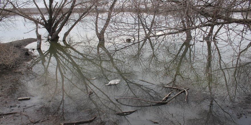 Li Bîsmîl di golê de bi dehan qaz telef bûn