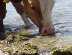Hayvanlar Tuz İhtiyacını Gölden Karşılıyor