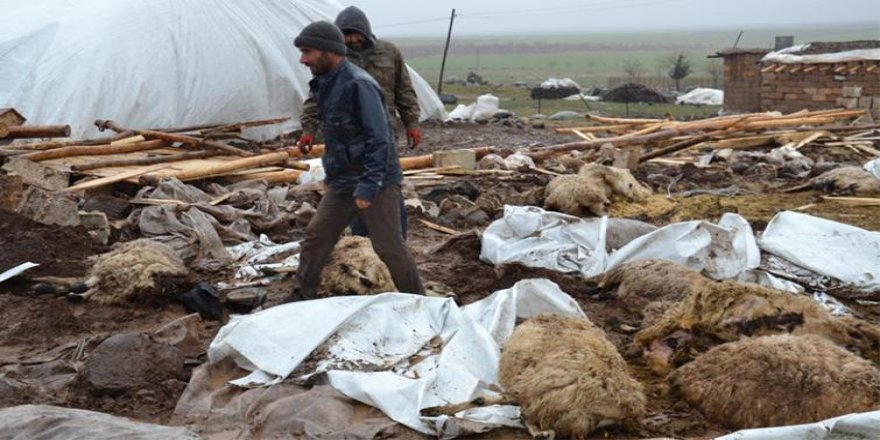 Siverek’te ahır çöktü: 40 hayvan telef oldu