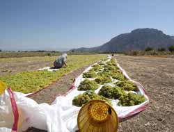 Türkiye Üzümüne Greenpeace Lekesi