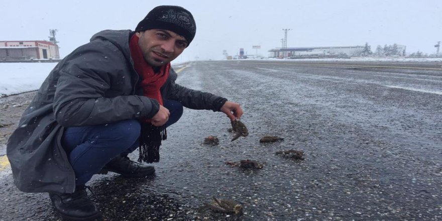 Yem bulamayan kuşlar karayolunda telef oldu