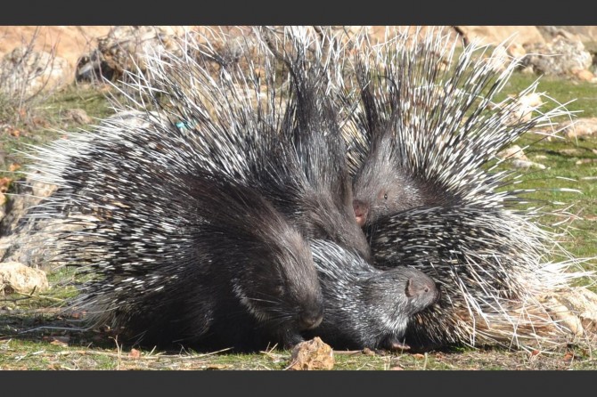 Sîxûran xebatên tunelan dan sekinandin