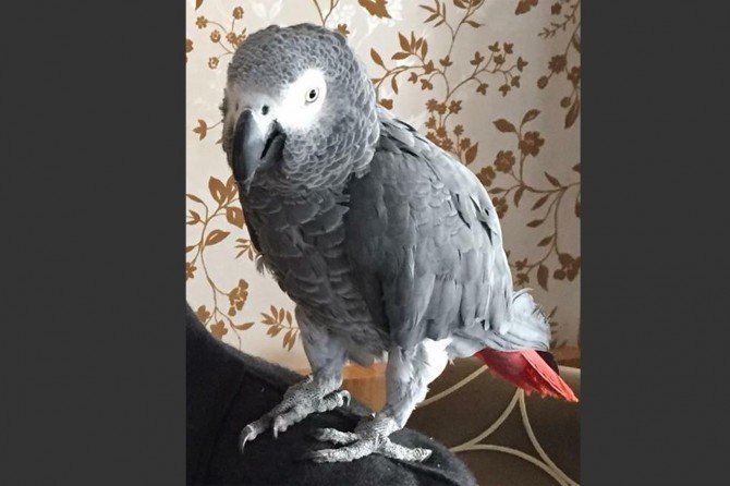 Kaybolan Şivan adlı papağanı bulana para ödülü verilecek