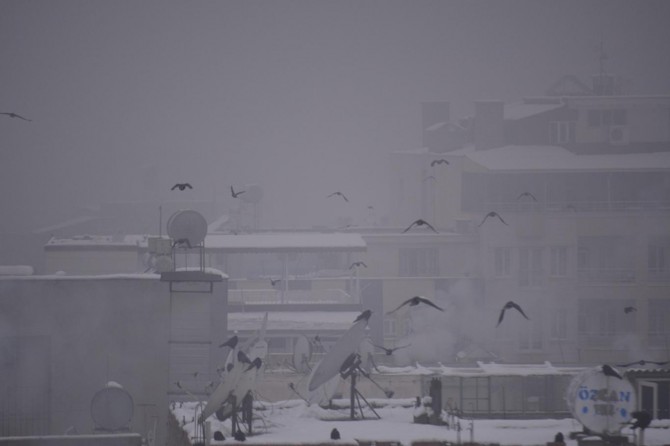 Batman'da aç kalan kargalar şehir merkezinde yem arıyor