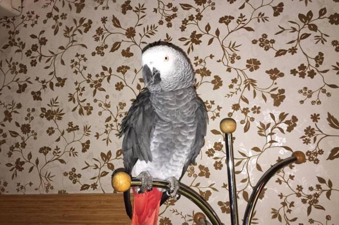 Papaxana windahî hat dîtin